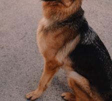 Vega – Deutscher Schäferhund-Mix, Weibchen, 11 Monate, Nordic Strays e.V. – Foto 9