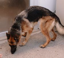 Vega – Deutscher Schäferhund-Mix, Weibchen, 11 Monate, Nordic Strays e.V. – Foto 10