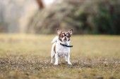 Cookie – Chihuahua, Männchen, 4 Jahre, 70195 Stuttgart-Botnang – Foto 1