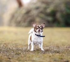 Cookie – Chihuahua, Männchen, 4 Jahre, 70195 Stuttgart-Botnang – Foto 2