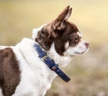 Cookie – Chihuahua, Männchen, 4 Jahre, 70195 Stuttgart-Botnang – Foto 3