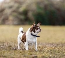 Cookie – Chihuahua, Männchen, 4 Jahre, 70195 Stuttgart-Botnang – Foto 4