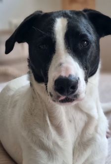 Clara – Mischling, Weibchen, 7 Jahre, 97074 Würzburg – Foto 1