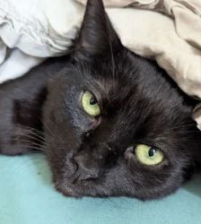 Tayson – EKH, Männchen, 9 Jahre, 13057 Berlin – Foto 2