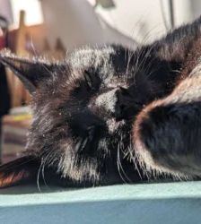 Tayson – EKH, Männchen, 9 Jahre, 13057 Berlin – Foto 3