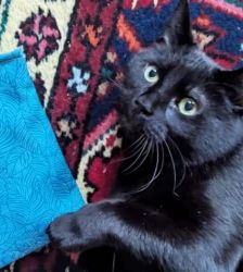 Tayson – EKH, Männchen, 9 Jahre, 13057 Berlin – Foto 4