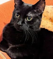 Tayson – EKH, Männchen, 9 Jahre, 13057 Berlin – Foto 5
