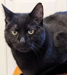 Tayson – EKH, Männchen, 9 Jahre, 13057 Berlin – Foto 6