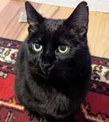 Tayson – EKH, Männchen, 9 Jahre, 13057 Berlin – Foto 7