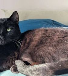 Tayson – EKH, Männchen, 9 Jahre, 13057 Berlin – Foto 8