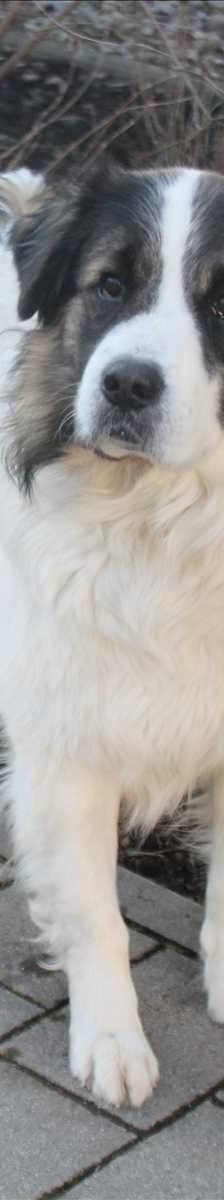 RUDI – Mix, Männchen, 3 Jahre, 81829 München – Foto 2