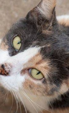 Moka – Europäisch Kurzhaar, Weibchen, 4 Jahre, 65520 Bad Camberg – Foto 1