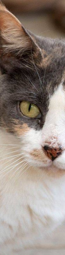 Moka – Europäisch Kurzhaar, Weibchen, 4 Jahre, 65520 Bad Camberg – Foto 2