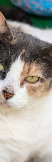 Moka – Europäisch Kurzhaar, Weibchen, 4 Jahre, 65520 Bad Camberg – Foto 3
