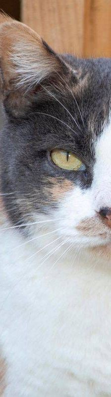 Moka – Europäisch Kurzhaar, Weibchen, 4 Jahre, 65520 Bad Camberg – Foto 4
