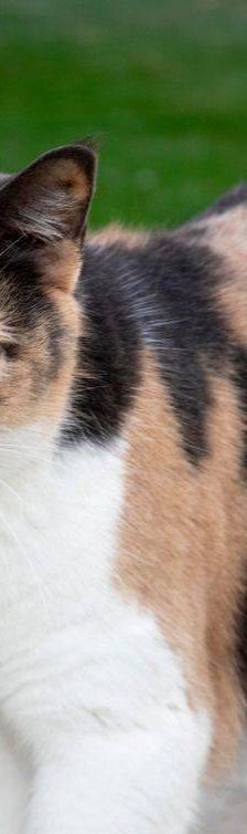 Moka – Europäisch Kurzhaar, Weibchen, 4 Jahre, 65520 Bad Camberg – Foto 5