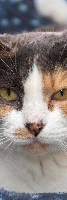 Moka – Europäisch Kurzhaar, Weibchen, 4 Jahre, 65520 Bad Camberg – Foto 6