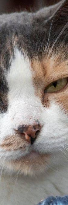 Moka – Europäisch Kurzhaar, Weibchen, 4 Jahre, 65520 Bad Camberg – Foto 7