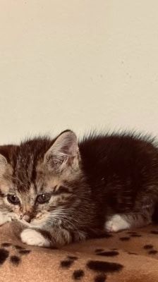 Rosi – Katze, Weibchen, 2 Monate, 39576 Stendal – Foto 2