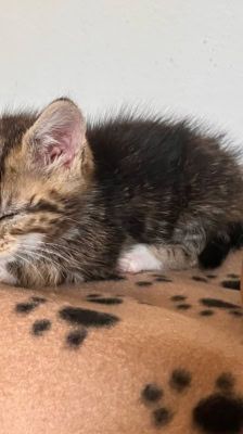 Rosi – Katze, Weibchen, 2 Monate, 39576 Stendal – Foto 3