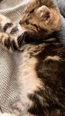 Rosi – Katze, Weibchen, 2 Monate, 39576 Stendal – Foto 4