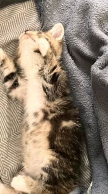 Rosi – Katze, Weibchen, 2 Monate, 39576 Stendal – Foto 7