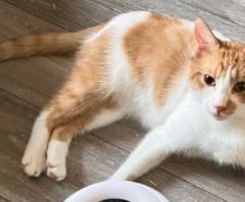 Rosi – Katze, Weibchen, 2 Monate, 39576 Stendal – Foto 8
