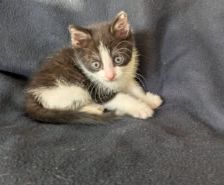 Rosi – Katze, Weibchen, 2 Monate, 39576 Stendal – Foto 9