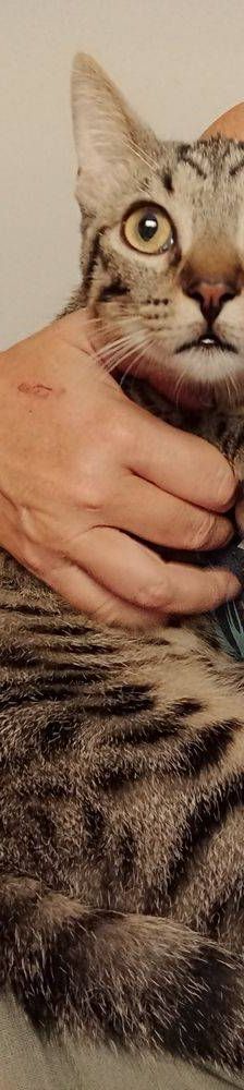 Billy & Rally – Europäisch Kurzhaar, Männchen, 8 Monate, 65520 Bad Camberg – Foto 8