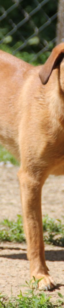 Goldie – Mischling, Weibchen, 1 Jahr, Nordic Strays e.V. – Foto 2