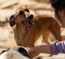 Goldie – Mischling, Weibchen, 1 Jahr, Nordic Strays e.V. – Foto 11