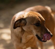 Goldie – Mischling, Weibchen, 1 Jahr, Nordic Strays e.V. – Foto 12