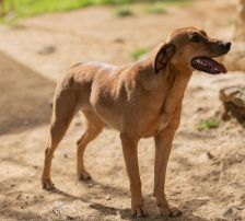 Goldie – Mischling, Weibchen, 1 Jahr, Nordic Strays e.V. – Foto 13