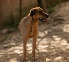 Goldie – Mischling, Weibchen, 1 Jahr, Nordic Strays e.V. – Foto 14