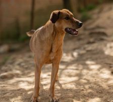 Goldie – Mischling, Weibchen, 1 Jahr, Nordic Strays e.V. – Foto 15