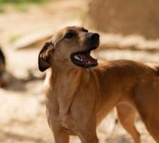 Goldie – Mischling, Weibchen, 1 Jahr, Nordic Strays e.V. – Foto 16