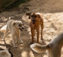 Goldie – Mischling, Weibchen, 1 Jahr, Nordic Strays e.V. – Foto 17