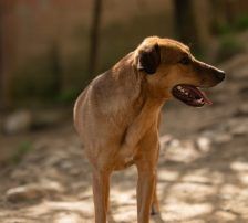 Goldie – Mischling, Weibchen, 1 Jahr, Nordic Strays e.V. – Foto 18