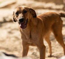 Goldie – Mischling, Weibchen, 1 Jahr, Nordic Strays e.V. – Foto 19
