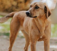 Goldie – Mischling, Weibchen, 1 Jahr, Nordic Strays e.V. – Foto 3