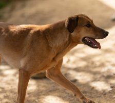 Goldie – Mischling, Weibchen, 1 Jahr, Nordic Strays e.V. – Foto 21
