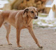 Goldie – Mischling, Weibchen, 1 Jahr, Nordic Strays e.V. – Foto 4