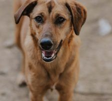 Goldie – Mischling, Weibchen, 1 Jahr, Nordic Strays e.V. – Foto 5