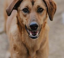Goldie – Mischling, Weibchen, 1 Jahr, Nordic Strays e.V. – Foto 6