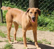 Goldie – Mischling, Weibchen, 1 Jahr, Nordic Strays e.V. – Foto 7