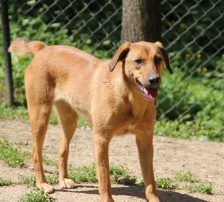 Goldie – Mischling, Weibchen, 1 Jahr, Nordic Strays e.V. – Foto 8