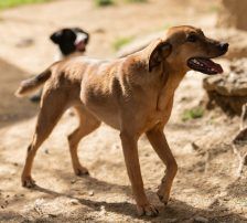 Goldie – Mischling, Weibchen, 1 Jahr, Nordic Strays e.V. – Foto 9