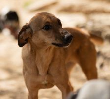 Goldie – Mischling, Weibchen, 1 Jahr, Nordic Strays e.V. – Foto 10