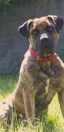 Kahn – Dogo Canario, Männchen, 3 Jahre 1 Monat, 70195 Stuttgart-Botnang – Foto 1