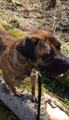 Kahn – Dogo Canario, Männchen, 3 Jahre 1 Monat, 70195 Stuttgart-Botnang – Foto 2